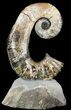 Heteromorph Ammonite (Audouliceras) Fossil - Volga River, Russia #47627-2